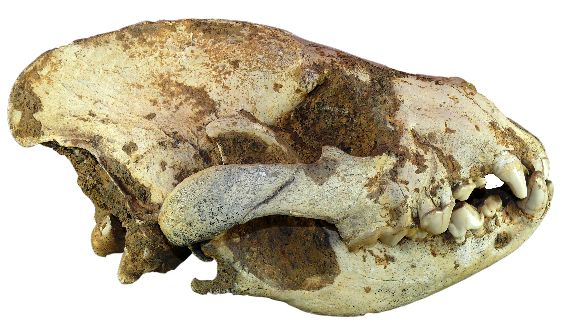 Crâne d’hyène des cavernes