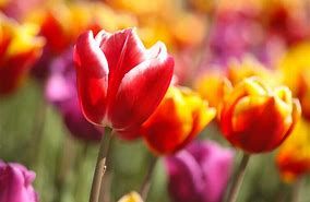 tulipe rouge et jaune 