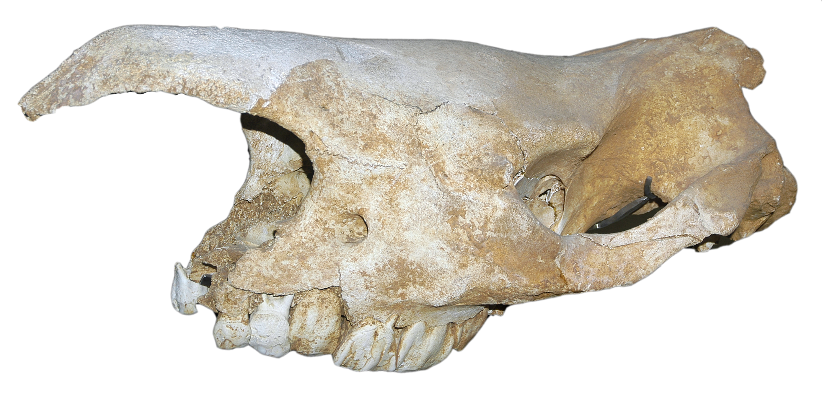 Crâne de rhinocéros laineux