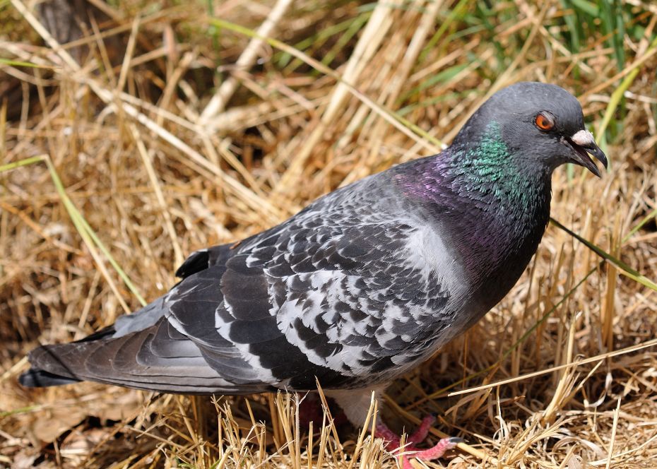 Pigeon biset Columba livia